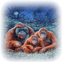 orangutan milla1959 - nemokama png