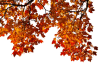 otoño - zadarmo png