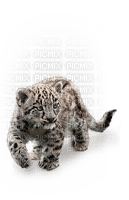 snow leopard bp - фрее пнг