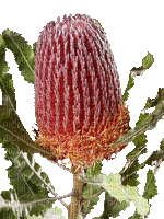 Australian native flowers bp - Zdarma animovaný GIF