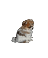 Pomeranian - δωρεάν png
