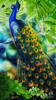 Peacock bp - Zdarma animovaný GIF