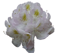 Rhododendron - bezmaksas png