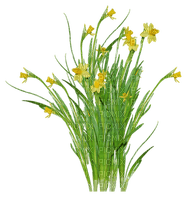chantalmi fleur jaune jonquille - png grátis