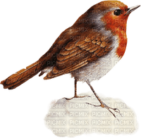 bird robin red susnhine3 - gratis png