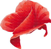 coquelicot.Cheyenne63 - δωρεάν png