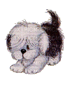 dog bp - Darmowy animowany GIF
