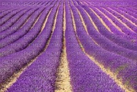 paysage  landscape-scenery-lavender field lavande-Blue DREAM 70 - PNG gratuit