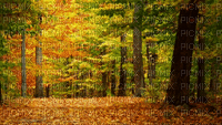 Paysage.Landscape.Automne.Autumn.Forest.Victoriabea - Бесплатный анимированный гифка