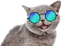 Sommer summer cat - PNG gratuit