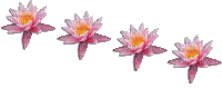 chantalmi fleur rose nénuphar - Free animated GIF