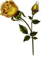 rosas amarelas-l - zdarma png
