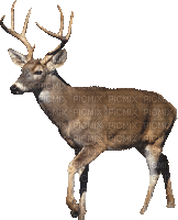 Kaz_Creations Christmas Deco  Animals Animal Deer - Free animated GIF