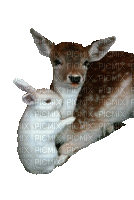 faon et lapin - Besplatni animirani GIF