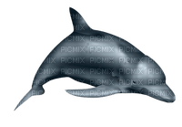 delfiini - Free PNG