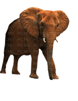 Kaz_Creations Elephants Elephant - png gratis