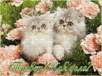 котята в цветах - Besplatni animirani GIF