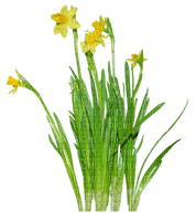 spring +flowers flower_printemps_fleurs fleur - besplatni png