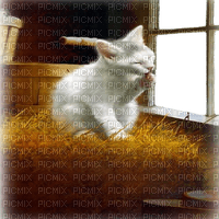 cat in the barn - Free PNG