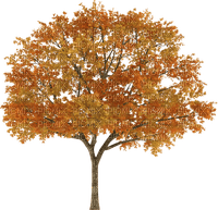 Осень-дерево. - фрее пнг