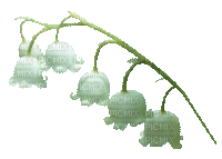flower spring lily gif_printemps_fleur_lis_tube - GIF animado grátis