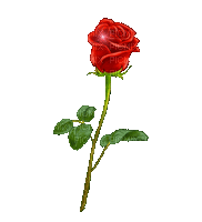 Fleur rose-flower-love-amour - GIF animé gratuit