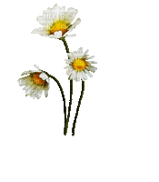 Flores margaritas - Бесплатный анимированный гифка