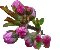 Frühling, printemps, spring, flower, fleur - GIF animasi gratis