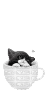 cat in cup - GIF animasi gratis
