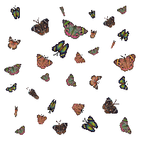 Butterflies falling - 無料のアニメーション GIF