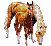caballos gif  dubravka4 - Free animated GIF