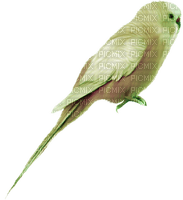 Perico plumaje verde - besplatni png