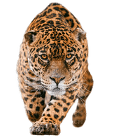 jaguar bp - δωρεάν png