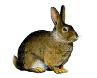 Lapin - δωρεάν png
