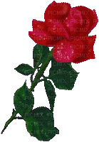 RED ROSA - Free animated GIF