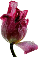Tulpe, Wassertropfen - gratis png
