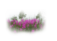blommor lila - gratis png