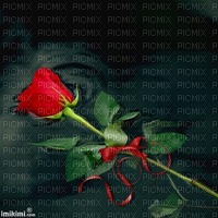 rose - δωρεάν png