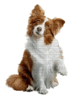 Kaz_Creations Dog Pup Dogs 🐶 - besplatni png