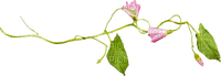 leaf-flower-bransh-minou52 - PNG gratuit