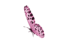 Butterflies - Jitter.Bug.Girl - GIF animé gratuit