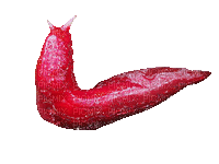 slug - Безплатен анимиран GIF