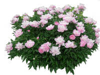 flower plant - png ฟรี
