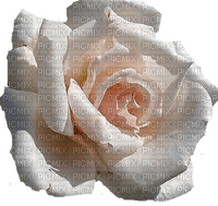trandafir39 - png grátis