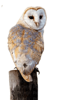owl katrin - png gratuito