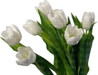 flower,tulip - zdarma png