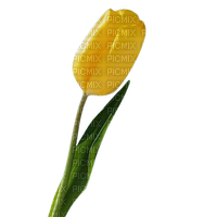 желтый тюльпан - bezmaksas png