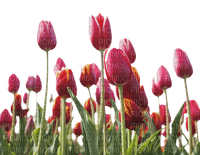 loly33 tulipe - zadarmo png