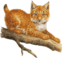 bobcat - Nemokamas animacinis gif