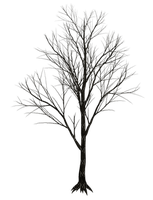 dark tree - ilmainen png